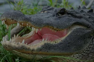 Florida Everglades Airboat Ride