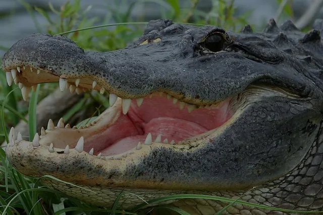 Florida Everglades Airboat Ride - Image 1