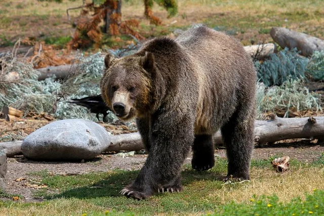 Yellowstone National Park Sightseeing Tour with Lunch - Image 1