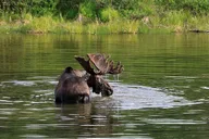 Chena Valley Off-Road Nature Tour thumbnail 3