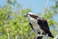 Everglades National Park Boat Tour 90 Min thumbnail 6