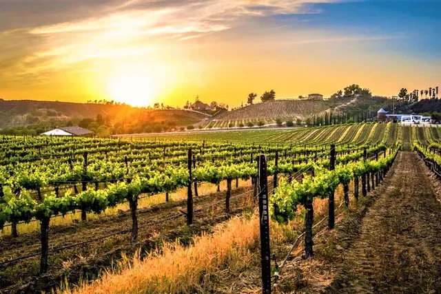Temecula Wine Tour from Orange County - Image 2