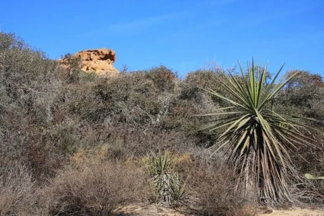Los Angeles Runyon Canyon Hiking Tour - Image 3