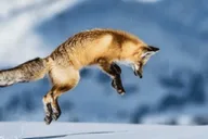 Bozeman Yellowstone Wolves and Winter Adventure 4 Days thumbnail 5