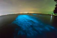 Cocoa Beach Bioluminescence Tour at Sunset thumbnail 5