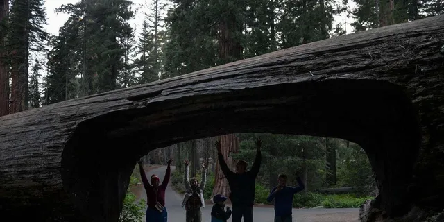 Los Angeles Sequoia and Kings Canyon Private Day Tour - Image 4