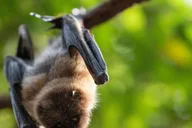 New York Central Park Zoo Entry Ticket thumbnail 5