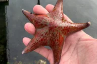 Sitka Private Island Experience thumbnail 6