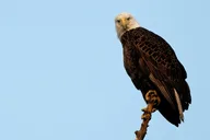 Charleston Wildlife Photography Tour 4 hr thumbnail 2