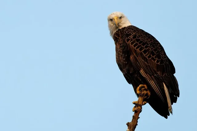 Charleston Wildlife Photography Tour 4 hr - Image 2