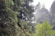 San Francisco Muir Woods and Sausalito Tour thumbnail 5