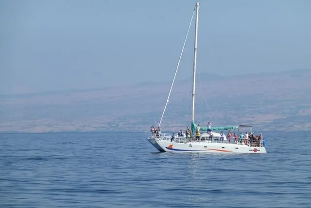 Waikoloa Whale Watching Cruise - Image 5