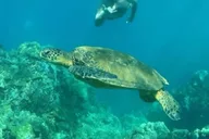 Makena Clear Bottom Kayak and Snorkel Tour thumbnail 4