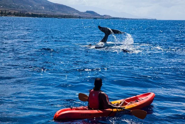 Makena Whale Watching and Snorkel - Image 3