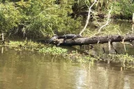 New Orleans Oak Alley Plantation and Airboat Tour thumbnail 5