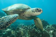 Hilo Sea Turtle Lagoon and Black Sand Beach Snorkel thumbnail 1
