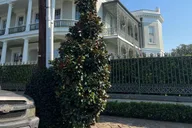 New Orleans Garden District Architecture Walking Tour thumbnail 3