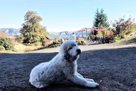 Portland Waterfalls and Wine Tour thumbnail 4