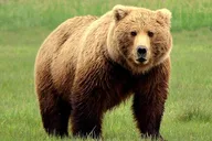 Katmai and Lake Clark Bear Viewing Adventure thumbnail 1