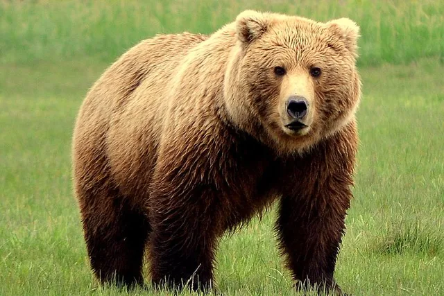 Katmai and Lake Clark Bear Viewing Adventure - Image 1