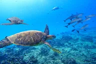 Honolulu Catamaran Snorkel with Turtles 3 hr thumbnail 2