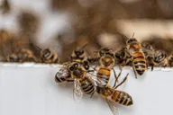 Honokaa Beekeeping Classroom Tour 2 hr thumbnail 5