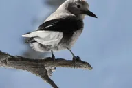 Rocky Mountain National Park Birding Jeep Tour thumbnail 3