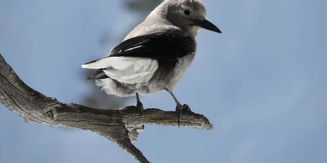 Rocky Mountain National Park Birding Jeep Tour - Image 3