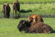 Yellowstone Old Faithful and Wildlife Tour thumbnail 3