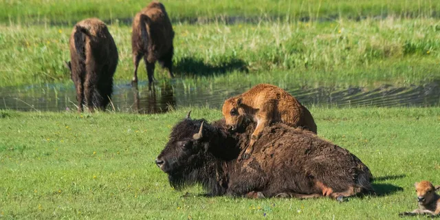 Yellowstone Old Faithful and Wildlife Tour - Image 3