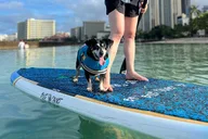 Honolulu Paddle Board with Rescue Dogs 90 min thumbnail 2