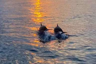 Hilton Head Dolphin Cruise at Sunset 2 hr thumbnail 4