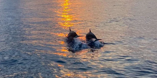 Hilton Head Dolphin Cruise at Sunset 2 hr - Image 4