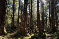 Ketchikan Rainforest Hiking Adventure thumbnail 6