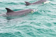Destin Dolphin Cruise on a Glass-Bottom Boat thumbnail 6