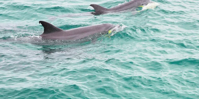Destin Dolphin Cruise on a Glass-Bottom Boat - Image 6