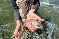 Tuolumne Fly Fishing Adventure 2 Days thumbnail 4
