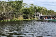 Miami Everglades Airboat Tour with Gator Encounter thumbnail 4