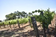 Lodi Wine Tasting Tour thumbnail 3