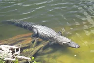 Miami Everglades Airboat Tour thumbnail 6