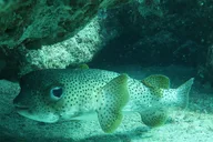 Atlantic Ocean Snorkeling Experience 90 Min thumbnail 3