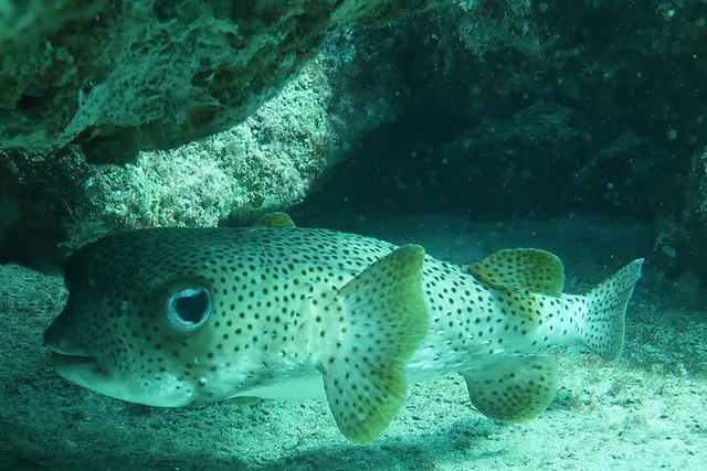 Atlantic Ocean Snorkeling Experience 90 Min - Image 3
