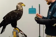Sitka Alaska Raptor Center Admission thumbnail 4