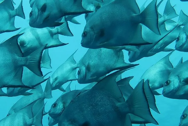 Atlantic Ocean Snorkeling Experience 90 Min - Image 5