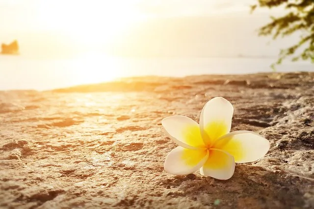 Hawaiian Cultural Retreat Day - Image 1