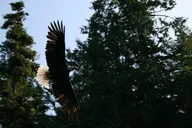 Ketchikan Bear Viewing Tour thumbnail 1