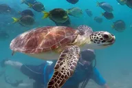 West Palm Beach Scuba Diving Adventure with Videos thumbnail 1