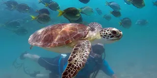 West Palm Beach Scuba Diving Adventure with Videos