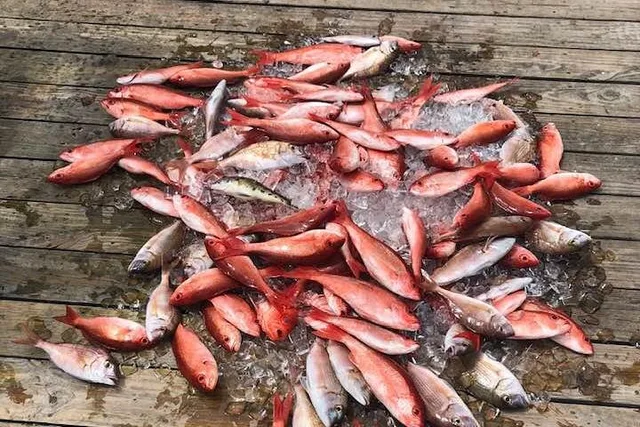 Destin Deep Sea Fishing Trip - Image 6
