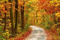 Pigeon Forge Trees of Many Colors Tour thumbnail 1